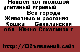 Найден кот,молодой упитаный игривый 12.03.2017 - Все города Животные и растения » Кошки   . Сахалинская обл.,Южно-Сахалинск г.